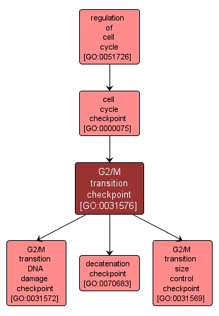 GO:0031576 - G2/M transition checkpoint (interactive image map)