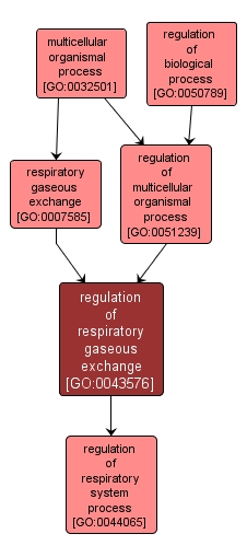 GO:0043576 - regulation of respiratory gaseous exchange (interactive image map)
