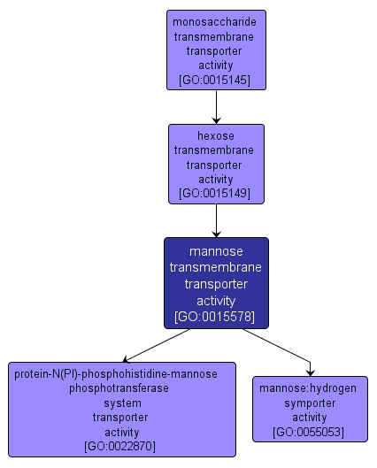 GO:0015578 - mannose transmembrane transporter activity (interactive image map)