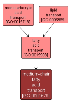 GO:0001579 - medium-chain fatty acid transport (interactive image map)