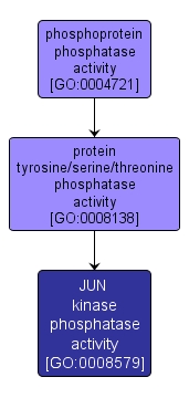 GO:0008579 - JUN kinase phosphatase activity (interactive image map)