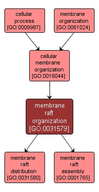GO:0031579 - membrane raft organization (interactive image map)