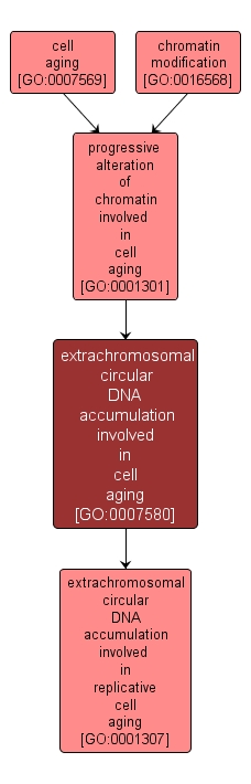 GO:0007580 - extrachromosomal circular DNA accumulation involved in cell aging (interactive image map)