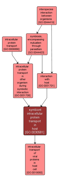 GO:0030581 - symbiont intracellular protein transport in host (interactive image map)