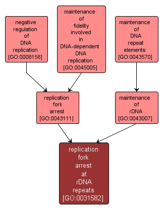 GO:0031582 - replication fork arrest at rDNA repeats (interactive image map)