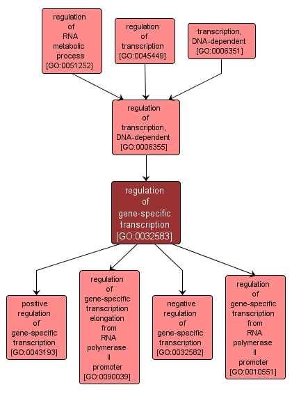 GO:0032583 - regulation of gene-specific transcription (interactive image map)