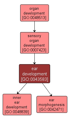 GO:0043583 - ear development (interactive image map)