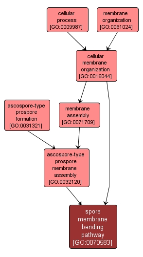 GO:0070583 - spore membrane bending pathway (interactive image map)