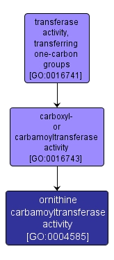 GO:0004585 - ornithine carbamoyltransferase activity (interactive image map)