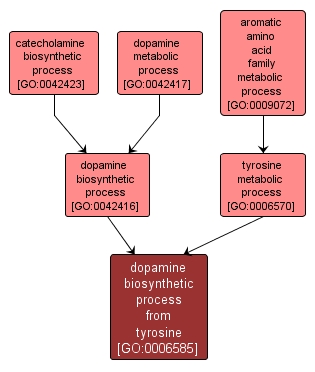 GO:0006585 - dopamine biosynthetic process from tyrosine (interactive image map)