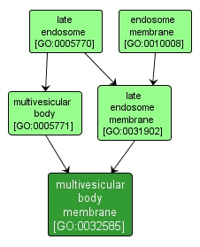 GO:0032585 - multivesicular body membrane (interactive image map)