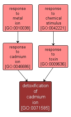 GO:0071585 - detoxification of cadmium ion (interactive image map)