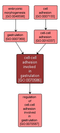GO:0070586 - cell-cell adhesion involved in gastrulation (interactive image map)