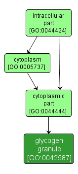 GO:0042587 - glycogen granule (interactive image map)