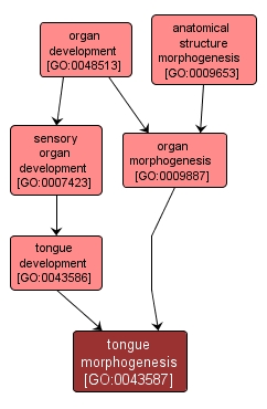 GO:0043587 - tongue morphogenesis (interactive image map)