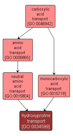 GO:0034589 - hydroxyproline transport (interactive image map)