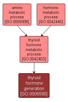 GO:0006590 - thyroid hormone generation (interactive image map)