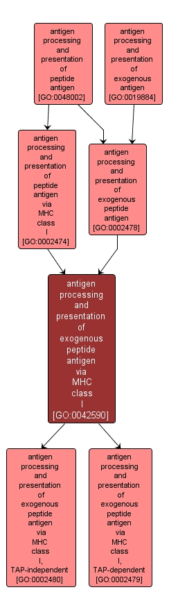 GO:0042590 - antigen processing and presentation of exogenous peptide antigen via MHC class I (interactive image map)