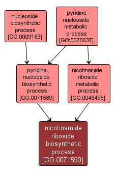 GO:0071590 - nicotinamide riboside biosynthetic process (interactive image map)