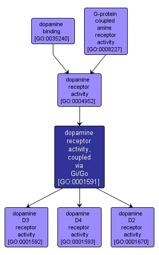 GO:0001591 - dopamine receptor activity, coupled via Gi/Go (interactive image map)