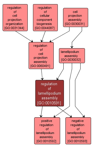 GO:0010591 - regulation of lamellipodium assembly (interactive image map)