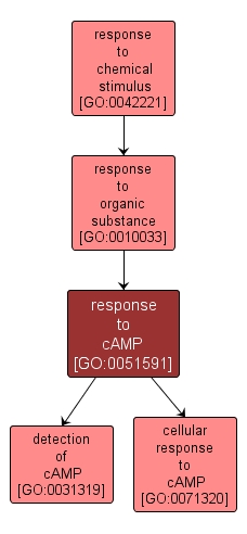 GO:0051591 - response to cAMP (interactive image map)