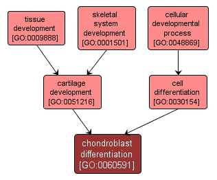 GO:0060591 - chondroblast differentiation (interactive image map)