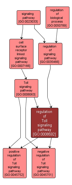 GO:0008592 - regulation of Toll signaling pathway (interactive image map)
