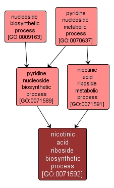 GO:0071592 - nicotinic acid riboside biosynthetic process (interactive image map)