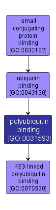 GO:0031593 - polyubiquitin binding (interactive image map)