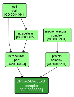 GO:0033593 - BRCA2-MAGE-D1 complex (interactive image map)