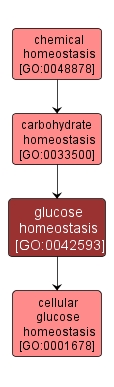 GO:0042593 - glucose homeostasis (interactive image map)