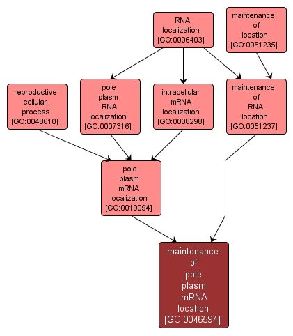 GO:0046594 - maintenance of pole plasm mRNA location (interactive image map)