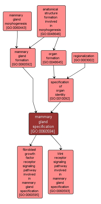 GO:0060594 - mammary gland specification (interactive image map)