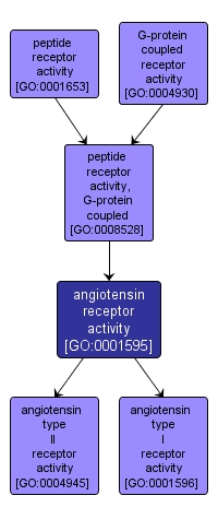 GO:0001595 - angiotensin receptor activity (interactive image map)