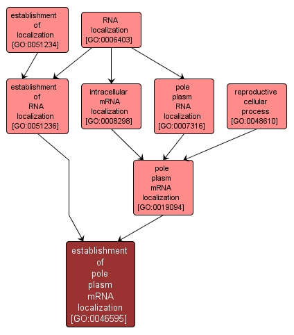 GO:0046595 - establishment of pole plasm mRNA localization (interactive image map)