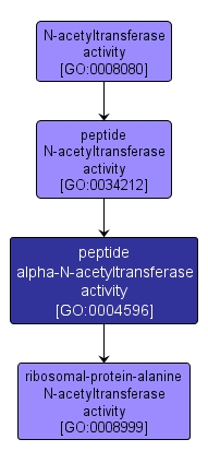 GO:0004596 - peptide alpha-N-acetyltransferase activity (interactive image map)