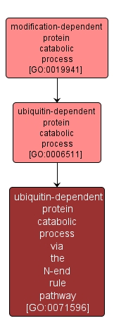 GO:0071596 - ubiquitin-dependent protein catabolic process via the N-end rule pathway (interactive image map)