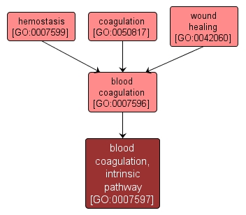 GO:0007597 - blood coagulation, intrinsic pathway (interactive image map)