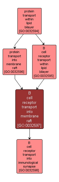 GO:0032597 - B cell receptor transport into membrane raft (interactive image map)