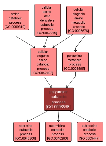 GO:0006598 - polyamine catabolic process (interactive image map)