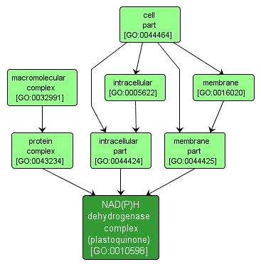 GO:0010598 - NAD(P)H dehydrogenase complex (plastoquinone) (interactive image map)