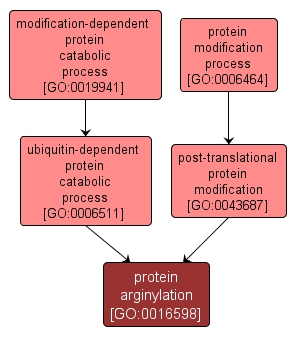GO:0016598 - protein arginylation (interactive image map)