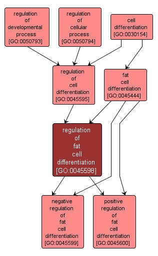 GO:0045598 - regulation of fat cell differentiation (interactive image map)