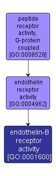 GO:0001600 - endothelin-B receptor activity (interactive image map)