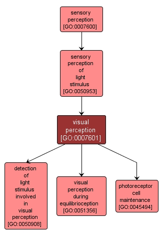 GO:0007601 - visual perception (interactive image map)
