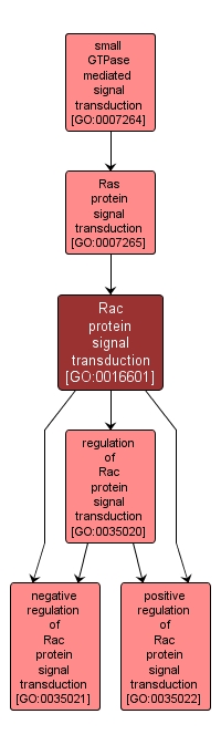 GO:0016601 - Rac protein signal transduction (interactive image map)
