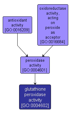 GO:0004602 - glutathione peroxidase activity (interactive image map)