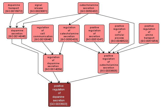 GO:0033603 - positive regulation of dopamine secretion (interactive image map)