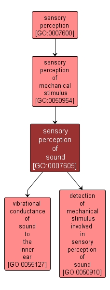 GO:0007605 - sensory perception of sound (interactive image map)